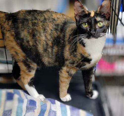 CLEMENTINE - PSP FOSTER HOME - Calico available for adoption