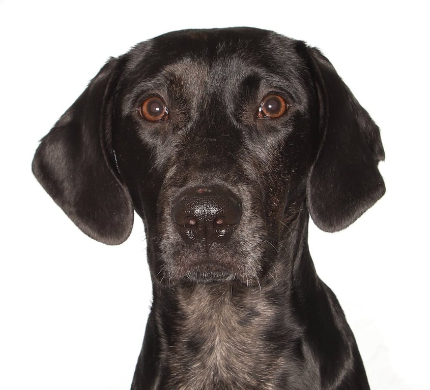 Jobi Image