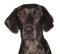 Jobi - Photo 1