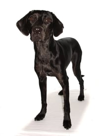 Jobi - Photo 3