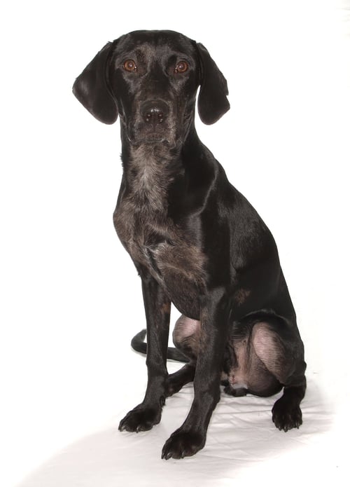 JOBI - Black Labrador Retriever available for adoption