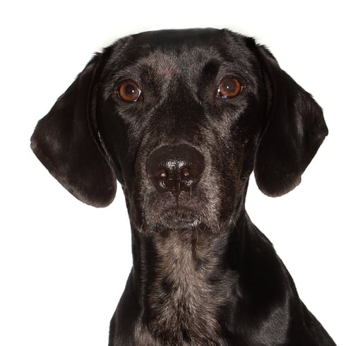 JOBI - Black Labrador Retriever available for adoption