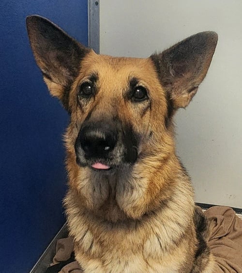 CANDY - German Shepherd Dog available for adoption