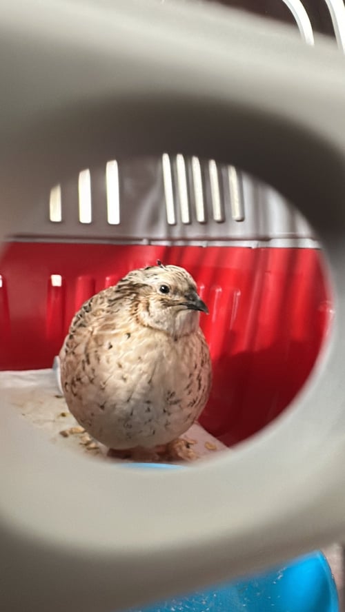 CUTIE - Quail available for adoption