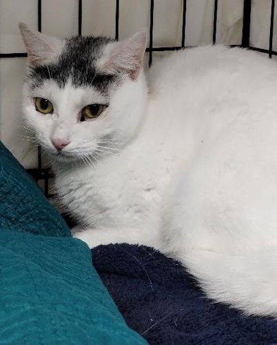 LUCKY - Domestic Short Hair available for adoption