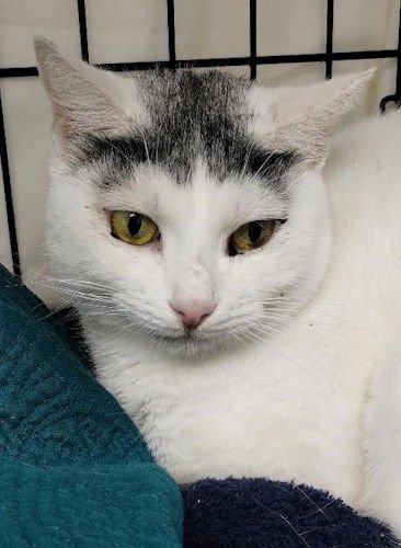 LUCKY - Domestic Short Hair available for adoption