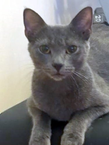 Samantha - PSP Foster Home Image
