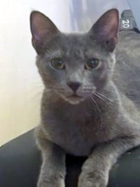Samantha - PSP Foster Home - Photo 1