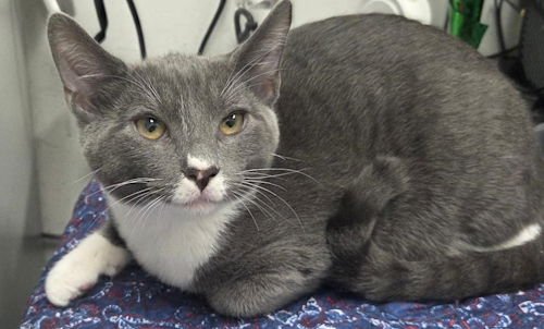 TRICK - PETSMART PLANTATION FOSTER HOME - Domestic Short Hair available for adoption