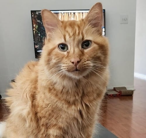 HAMLET - Domestic Long Hair available for adoption