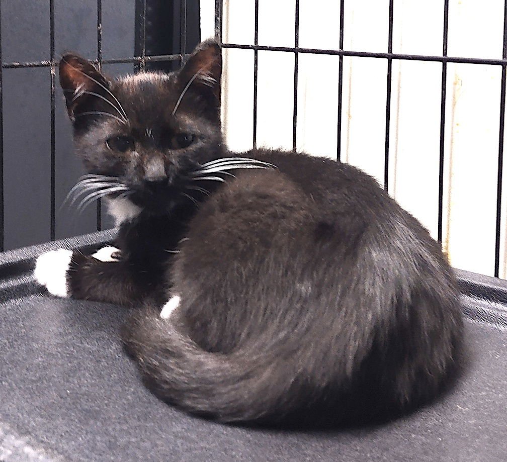 KEANU - Domestic Short Hair available for adoption