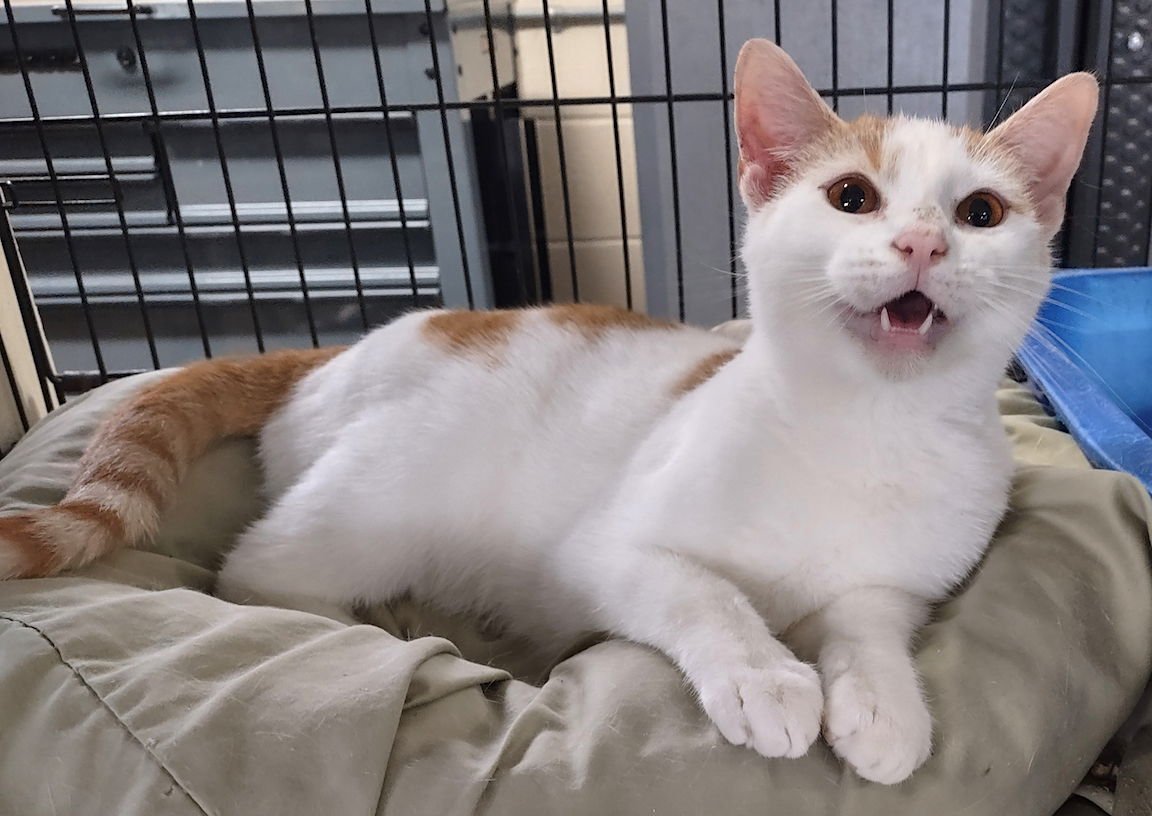 CASSIDY - Domestic Short Hair available for adoption