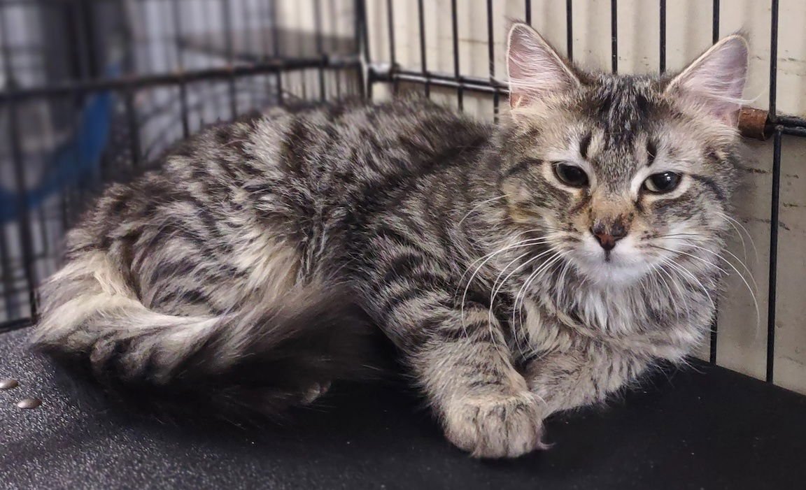 MOTH - Domestic Medium Hair available for adoption