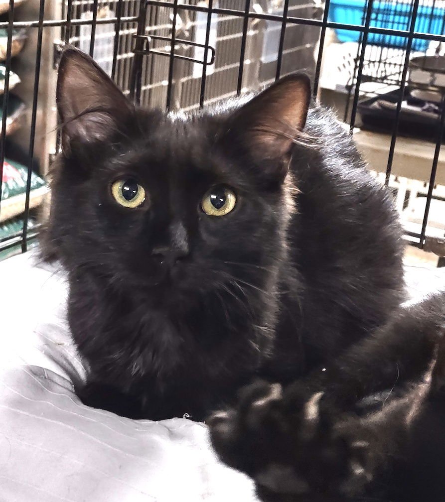 CHAR - Domestic Medium Hair available for adoption