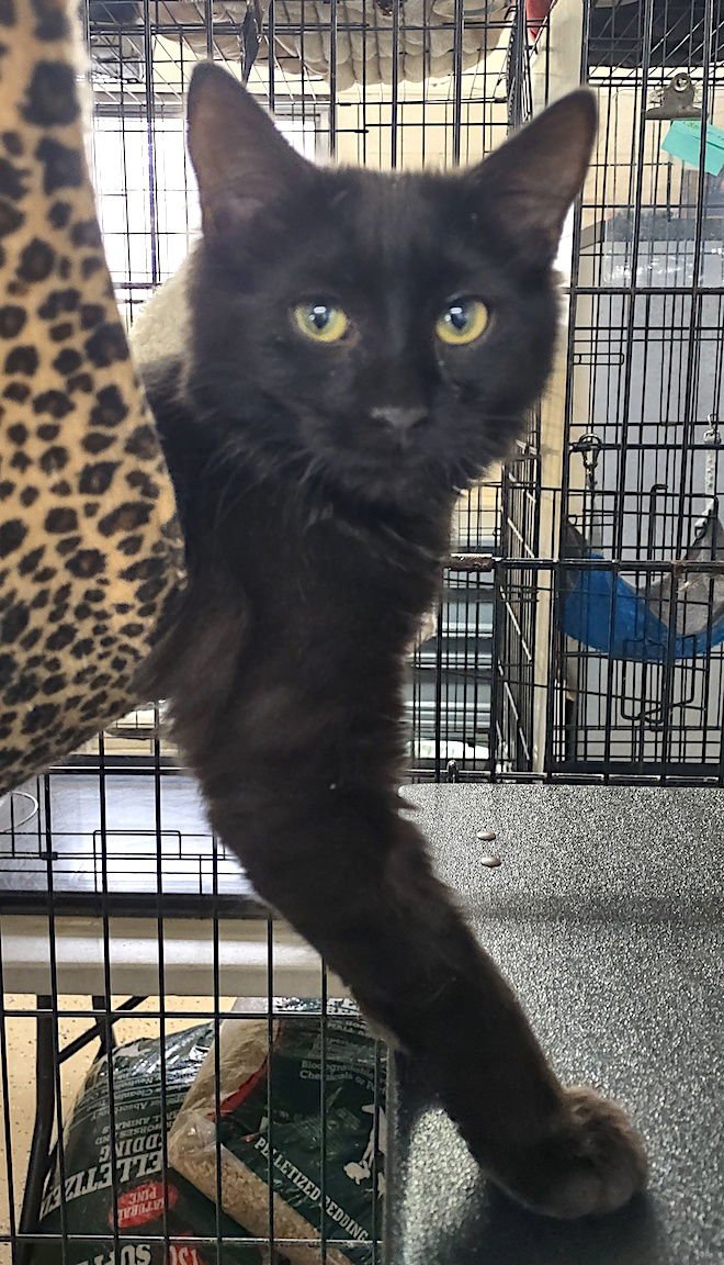 CHAR - Domestic Medium Hair available for adoption