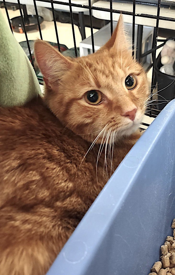 SUNFLOWER - Domestic Short Hair available for adoption