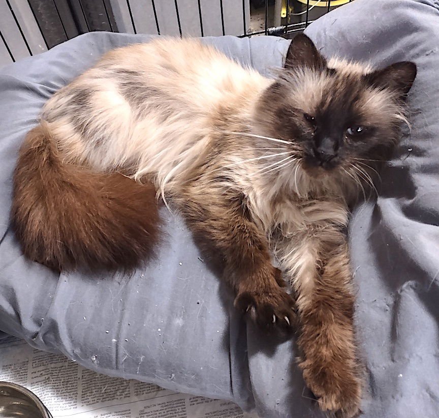 MOON - Himalayan available for adoption