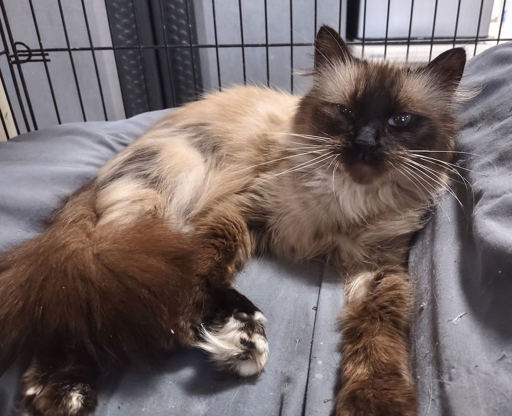 MOON - Himalayan available for adoption