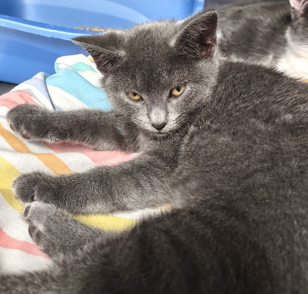 COSETTE - Domestic Short Hair / Russian Blue available for adoption