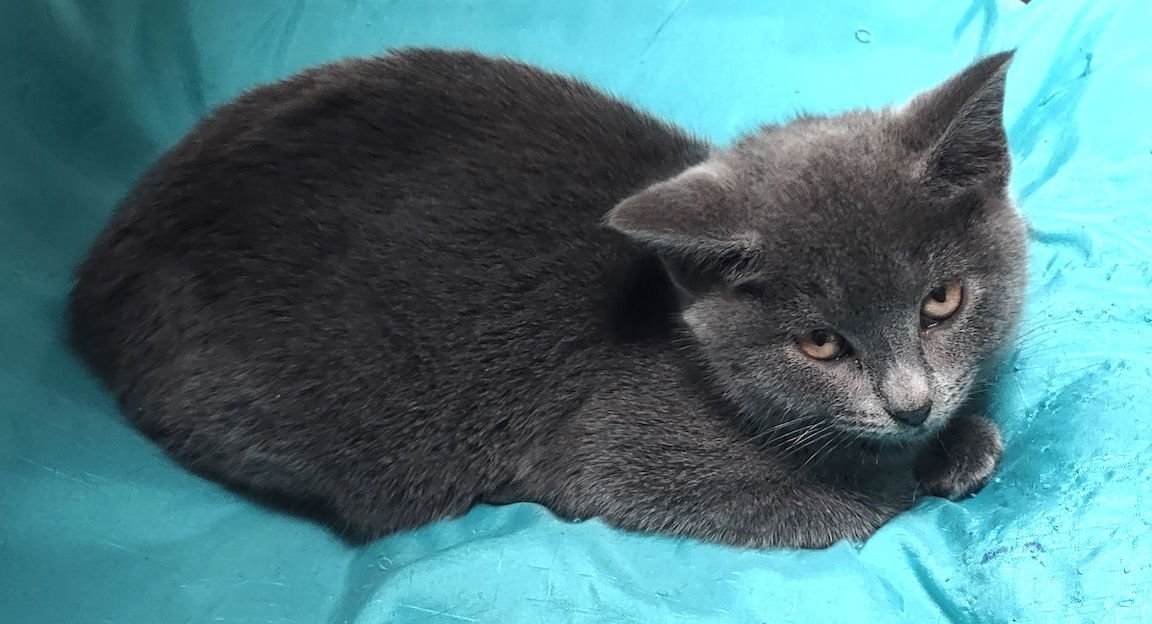 COSETTE - Domestic Short Hair / Russian Blue available for adoption