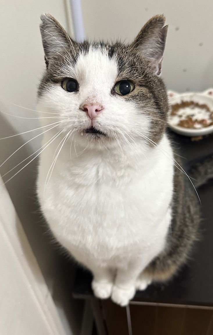 DEXTER - Domestic Short Hair available for adoption