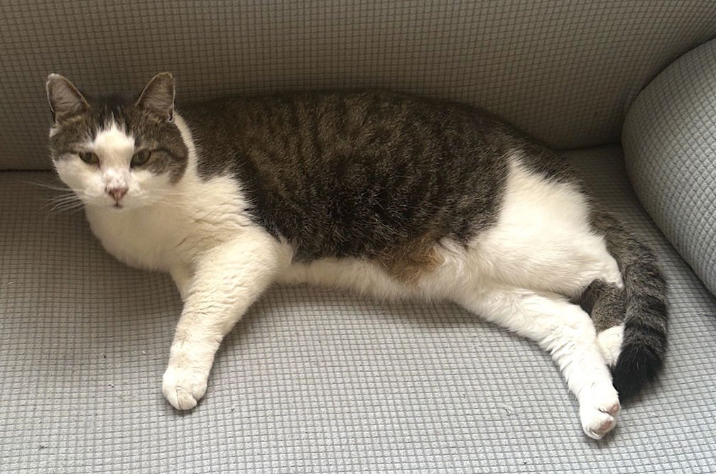 DEXTER - Domestic Short Hair available for adoption