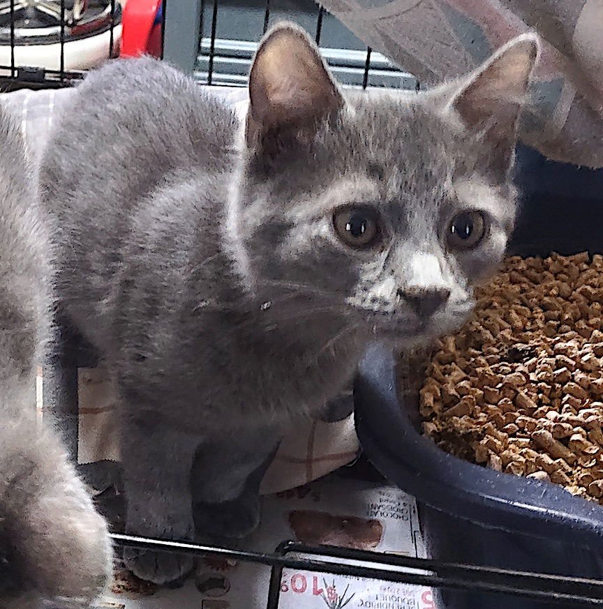 LEANDER - Domestic Short Hair / Russian Blue available for adoption