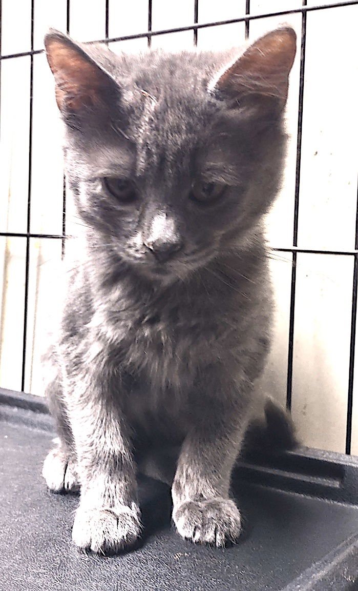 LEANDER - Domestic Short Hair / Russian Blue available for adoption