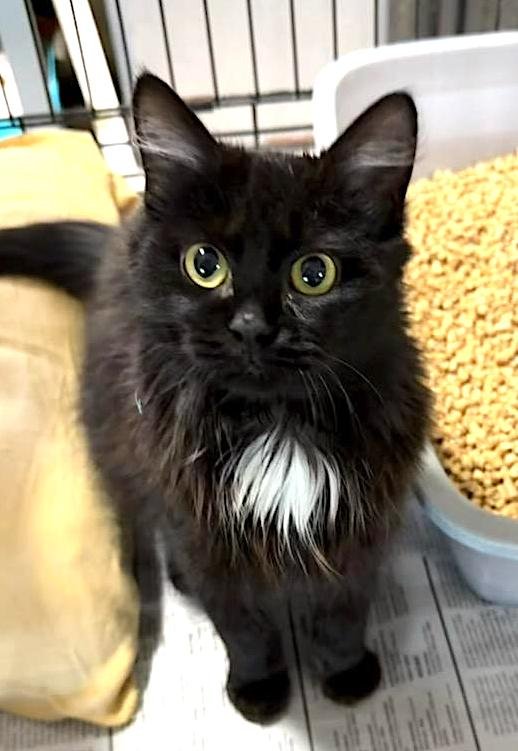 SPRITE - Domestic Medium Hair available for adoption