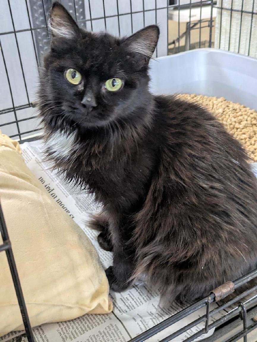 SPRITE - Domestic Medium Hair available for adoption