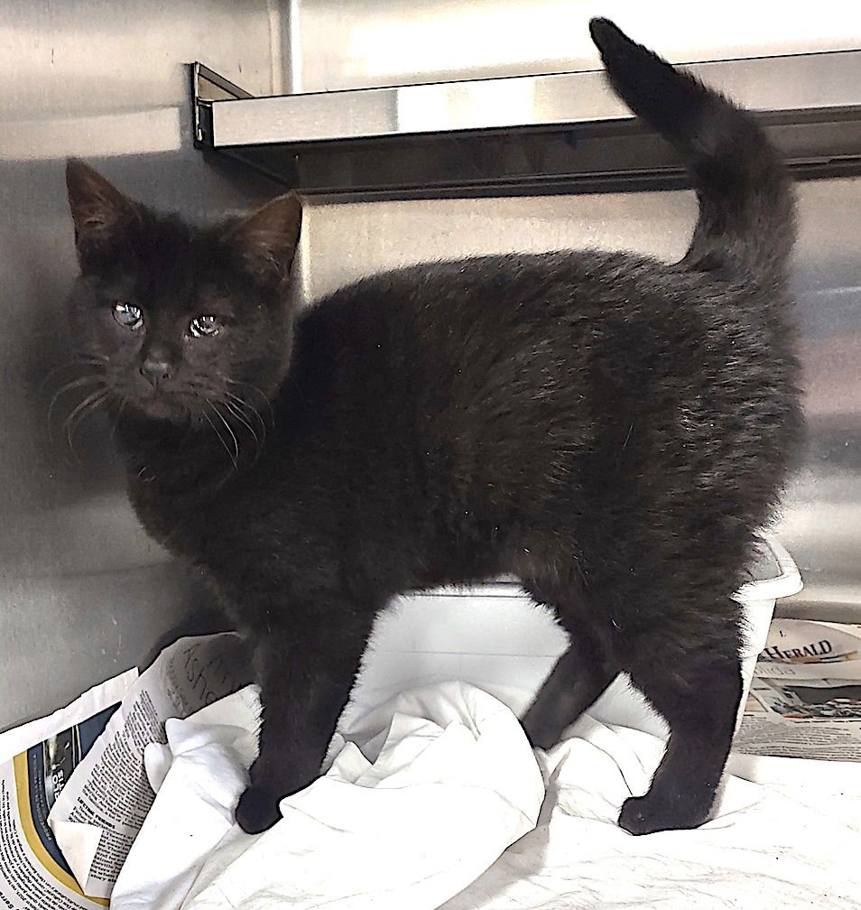 BON JOVI - Domestic Short Hair available for adoption