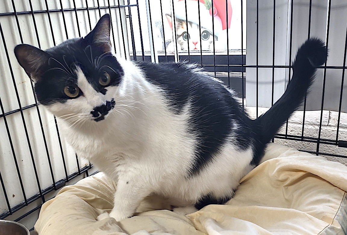 BELLA - Domestic Short Hair available for adoption