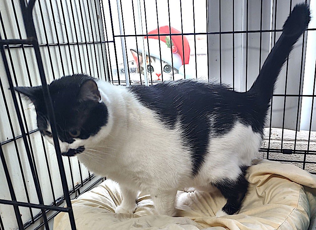 BELLA - Domestic Short Hair available for adoption