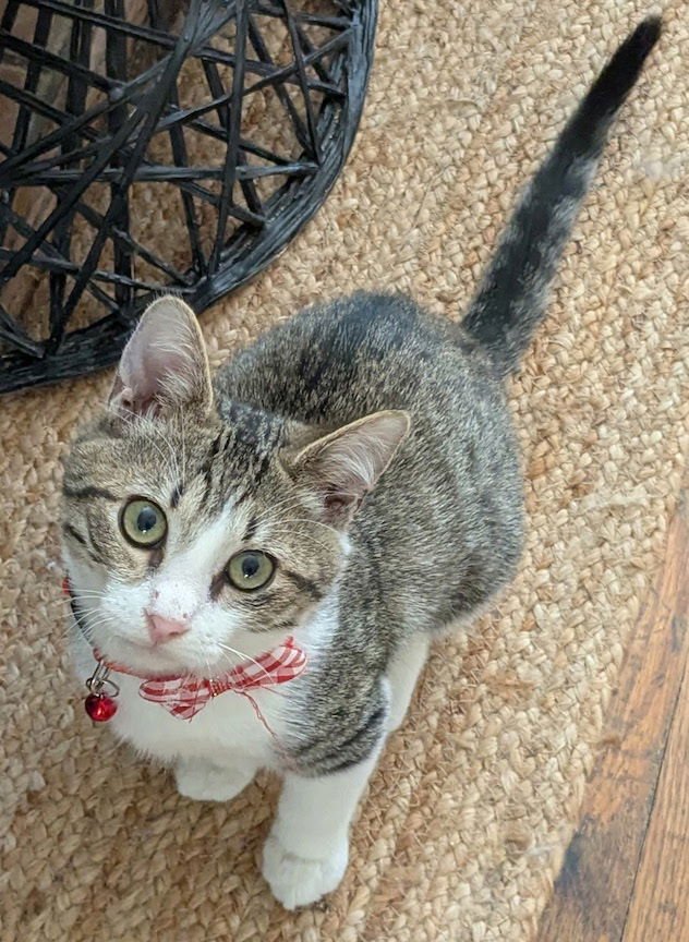 ALEKSY - Domestic Short Hair available for adoption