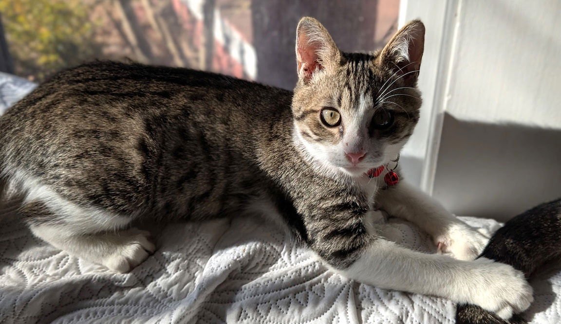 ALEKSY - Domestic Short Hair available for adoption