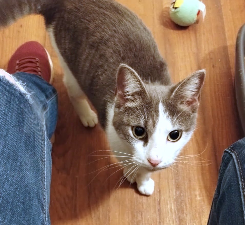 LYRA - Domestic Short Hair available for adoption