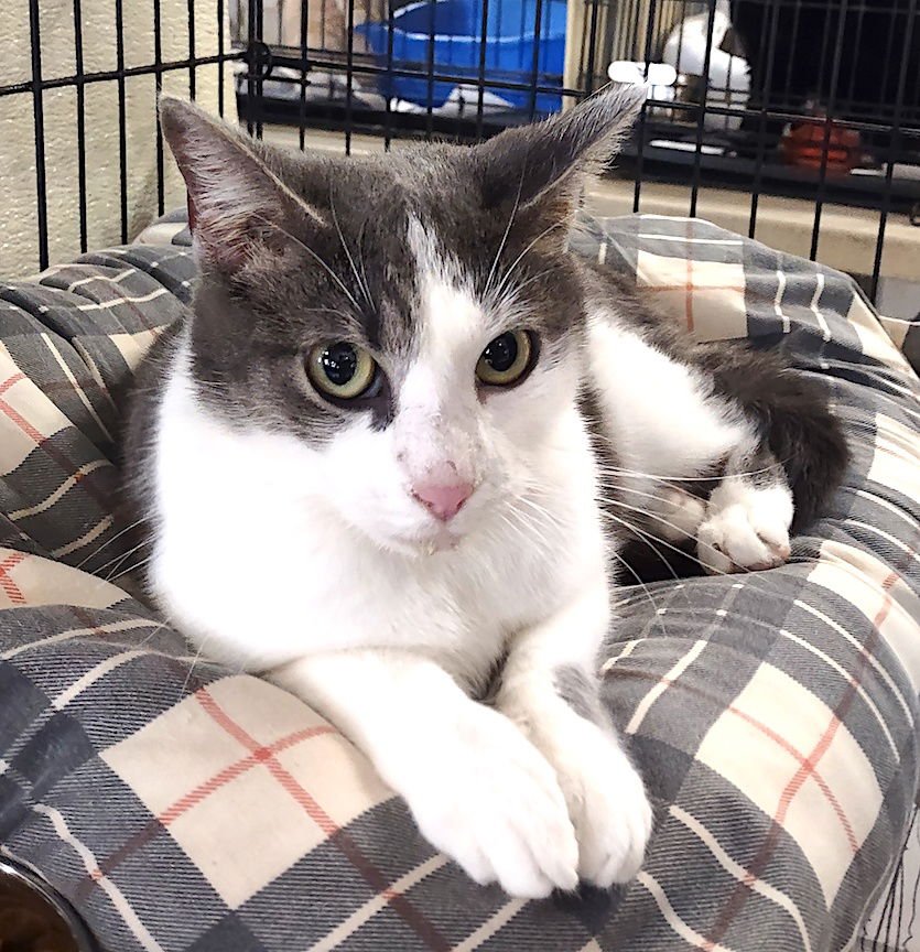 LYRA - Domestic Short Hair available for adoption