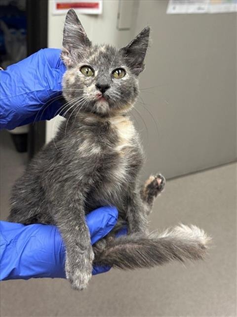 A142303 - Domestic Short Hair available for adoption