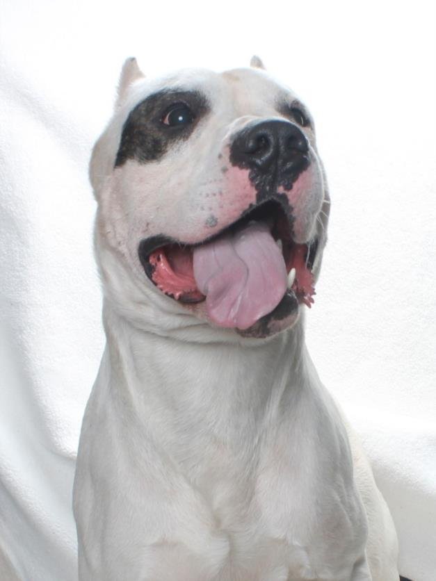 *MARCO - Dogo Argentino available for adoption