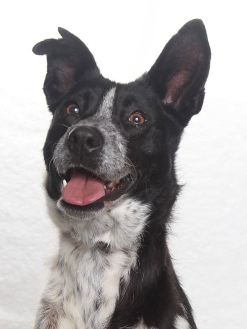 *PENNY - Australian Cattle Dog/Blue Heeler available for adoption