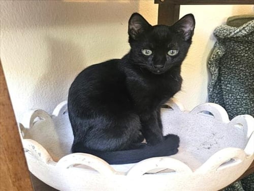 *POE - Domestic Short Hair available for adoption