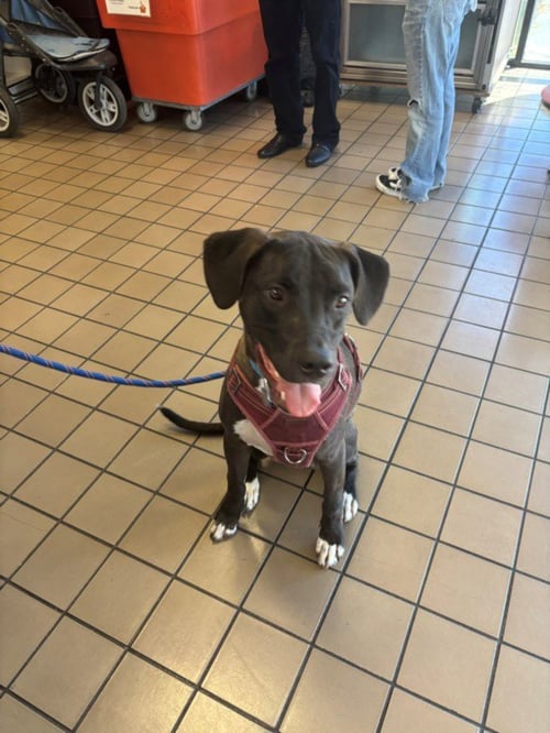 MOZZY - Pit Bull Terrier available for adoption
