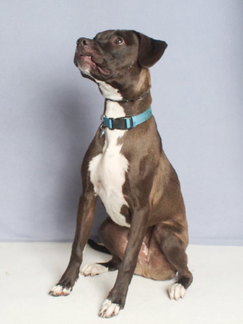 MOZZY - Pit Bull Terrier available for adoption