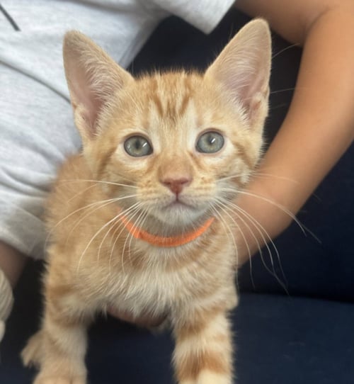 *SKITTLES - Domestic Short Hair available for adoption