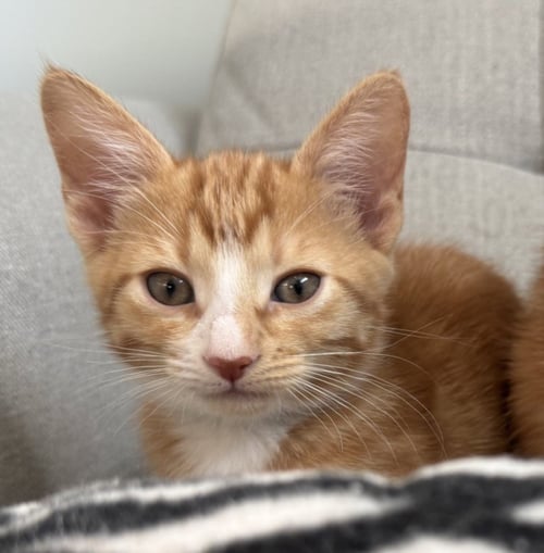 *TWIX - Domestic Short Hair available for adoption