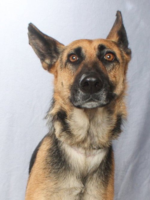 LUCKY - German Shepherd Dog available for adoption