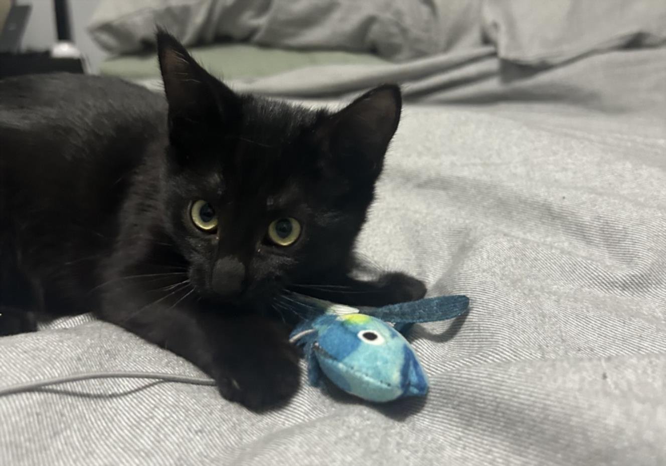 *MORTICIA - Domestic Short Hair available for adoption