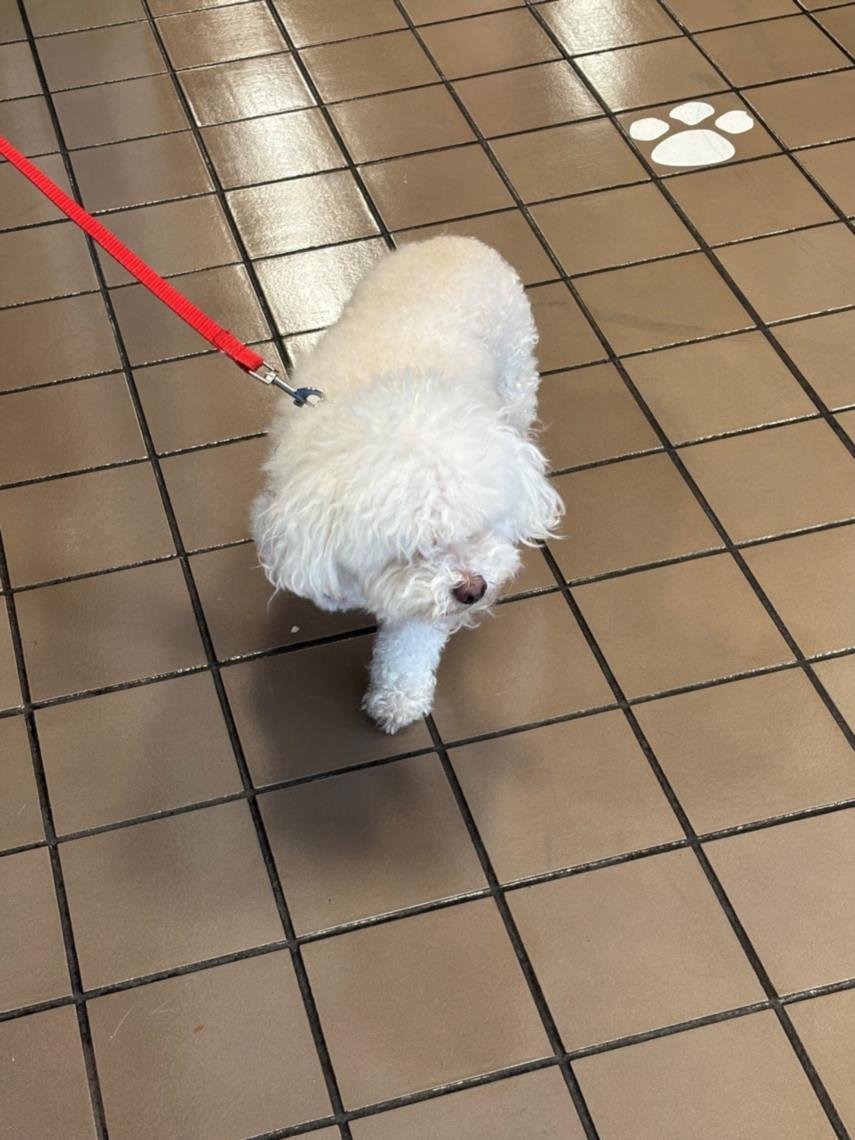 MOCHI - Maltese / Poodle (Miniature) available for adoption