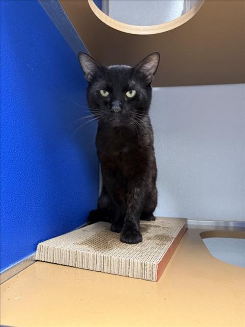 *GEORGE - Domestic Short Hair available for adoption