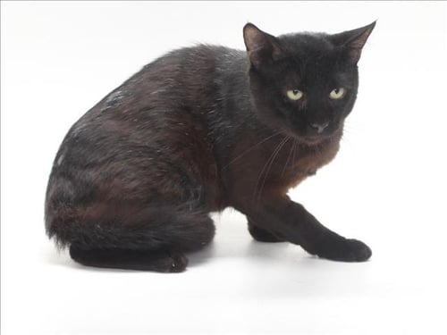 *GEORGE - Domestic Short Hair available for adoption